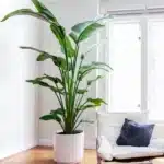 Bird of Paradise White (Strelitzia Nicolai) XL Size Plant