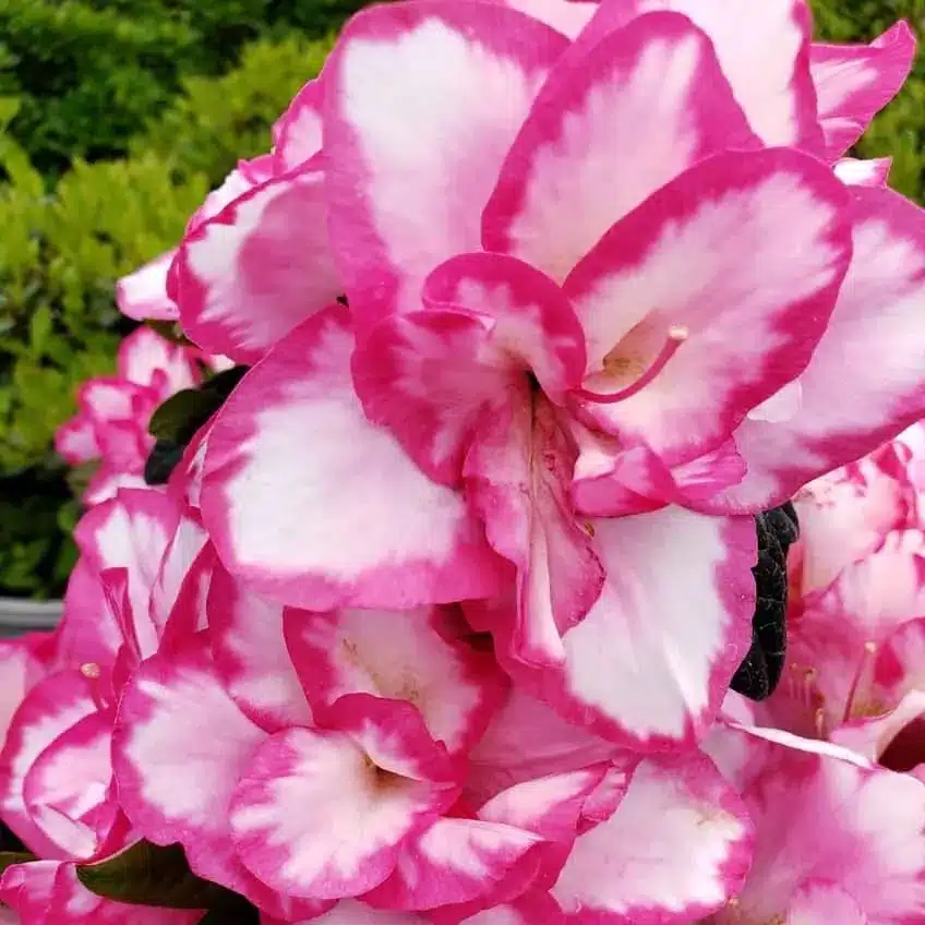 Azalea 'Haru No Hibiki' - Image 5