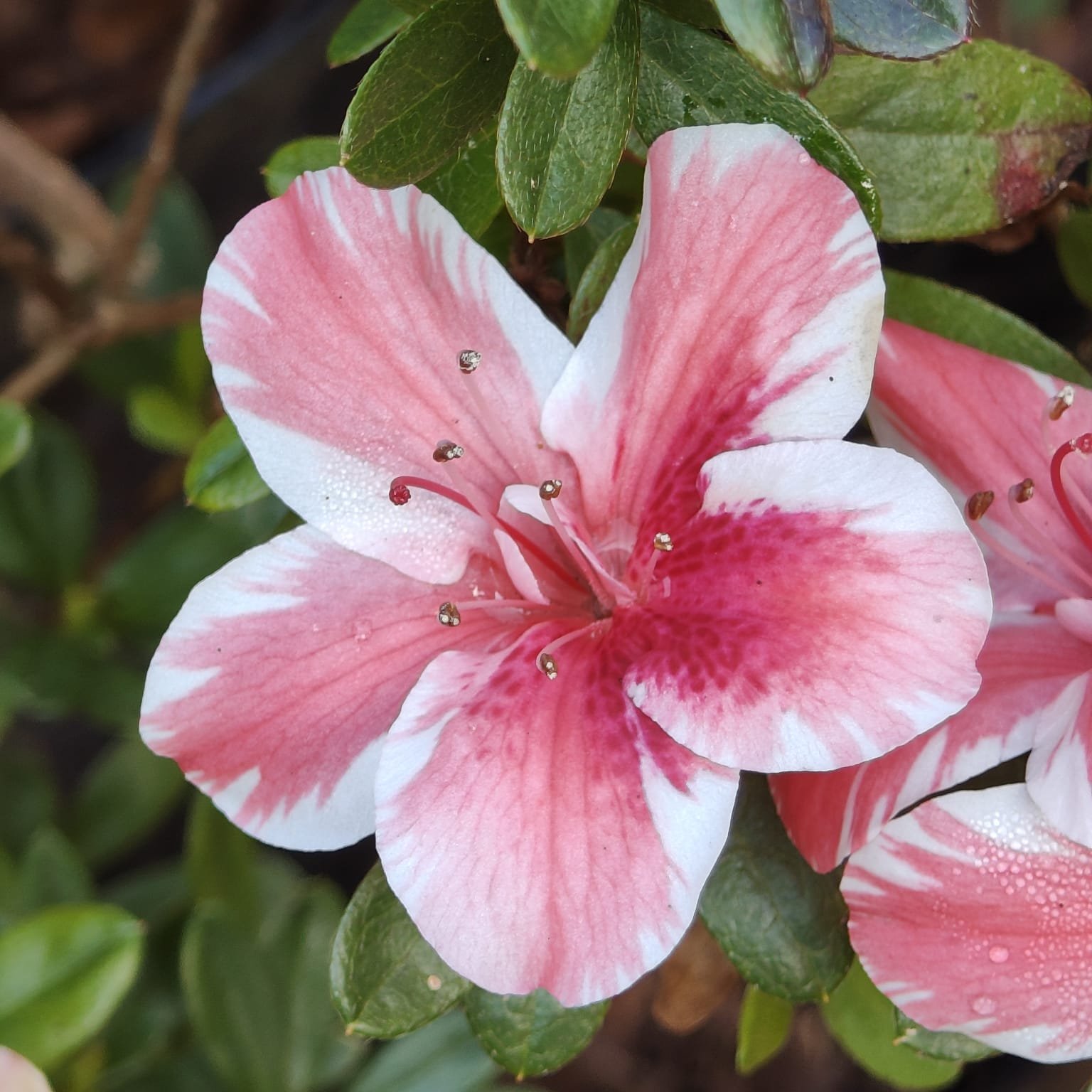 07648394-4edb-4ea5-afdd-b66cdff4a281 Azalea Encore 'Autumn Sunburst' - Image 6