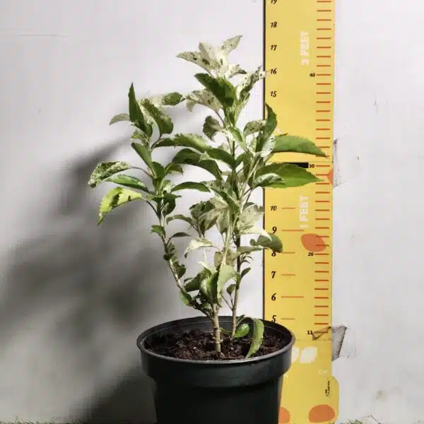 Hibiscus Variegated - Image 8