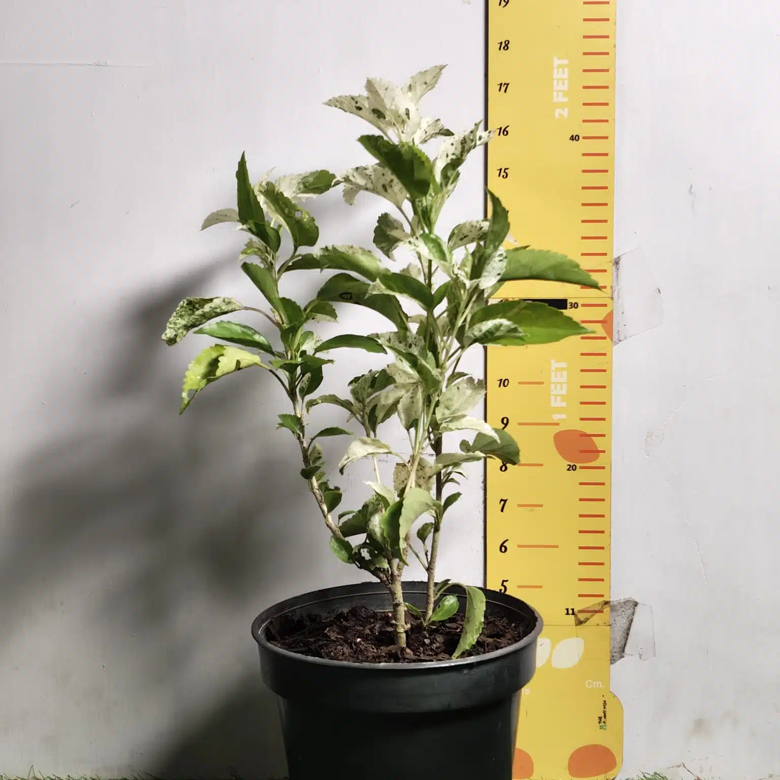 Hibiscus Variegated - Image 8