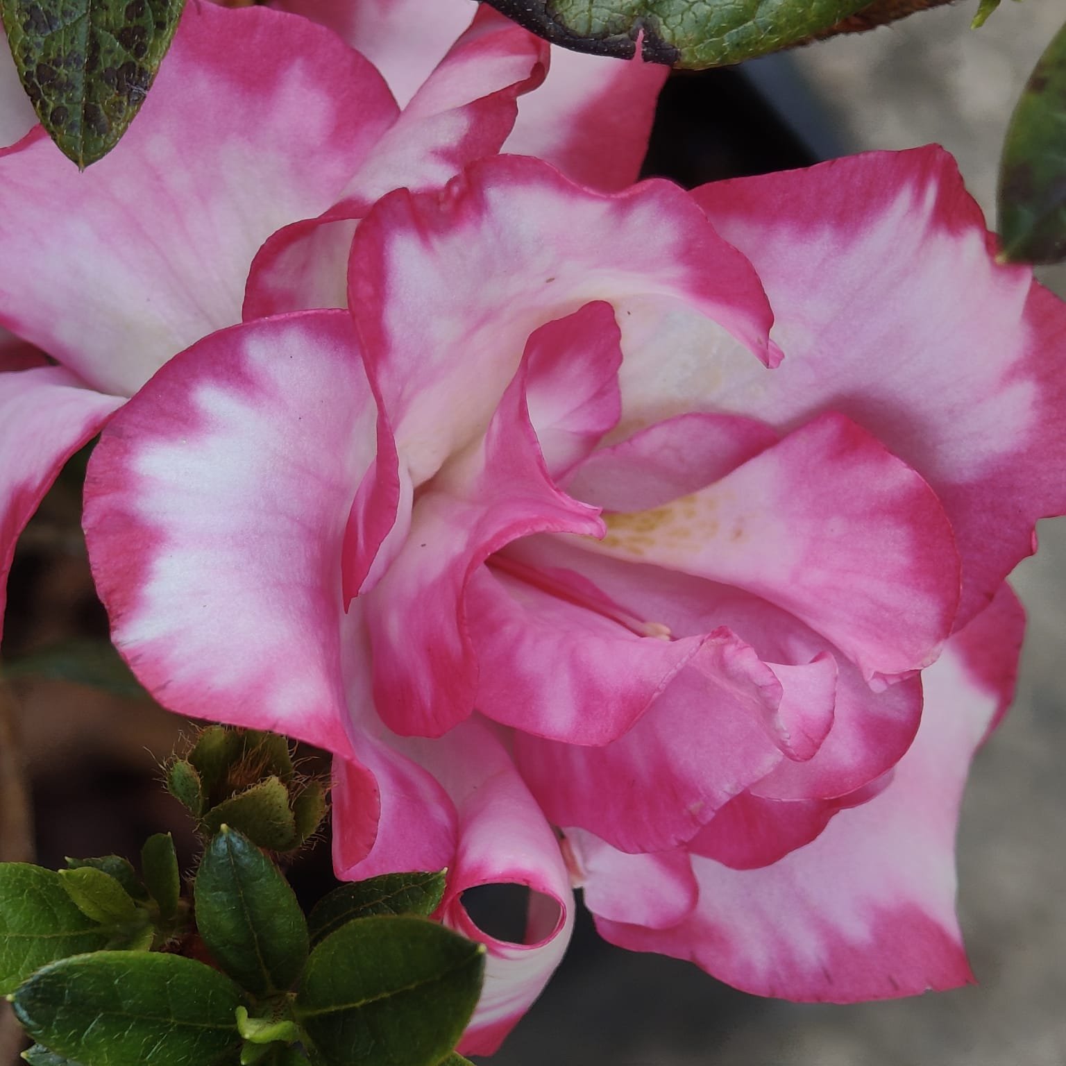 22e4ce52-fc38-4345-9d86-612f16aa30cc Azalea 'Haru No Hibiki' - Image 11