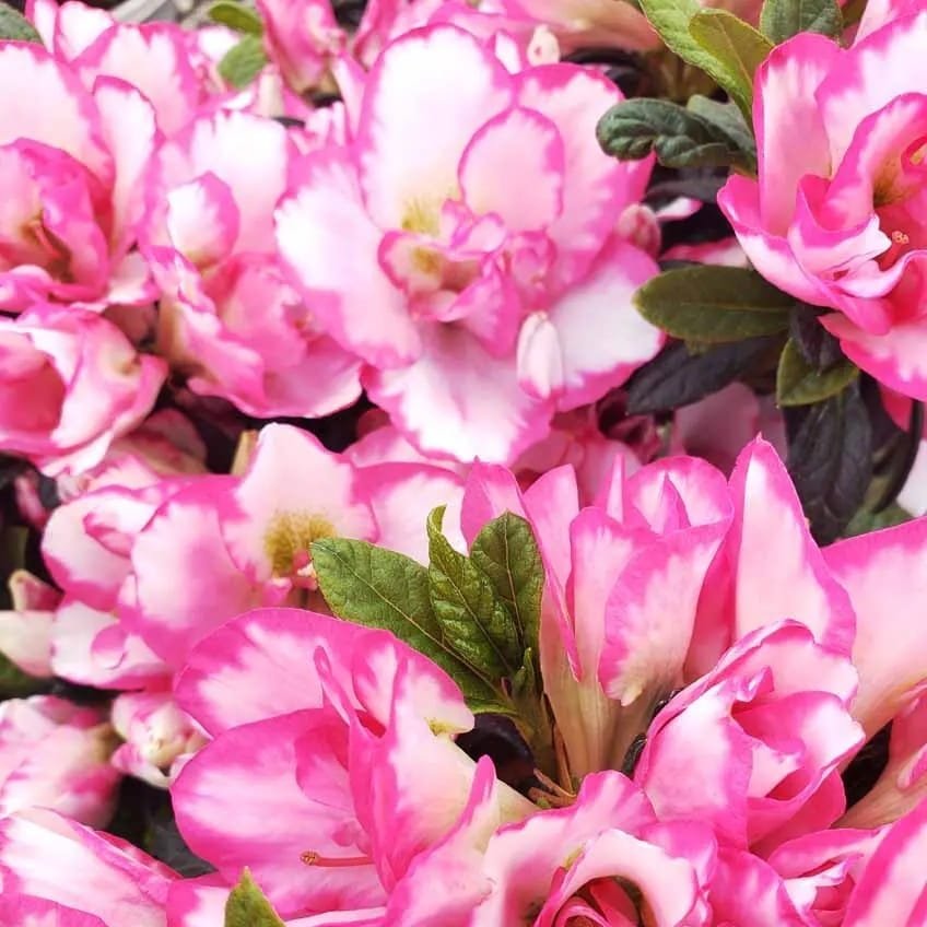 2a3542a5-6eb4-40d5-bfc5-7be00a2a8507 Azalea 'Haru No Hibiki' - Image 4