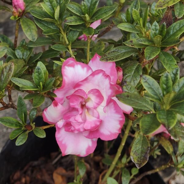 Azalea 'Haru No Hibiki' - Image 6