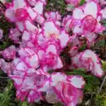 Azalea 'Haru No Hibiki'