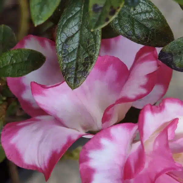 Azalea 'Haru No Hibiki' - Image 7