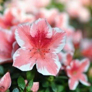 42493097-7a26-414d-b4d1-61c5f8d203cb Azalea Encore 'Autumn Sunburst' - Image 10