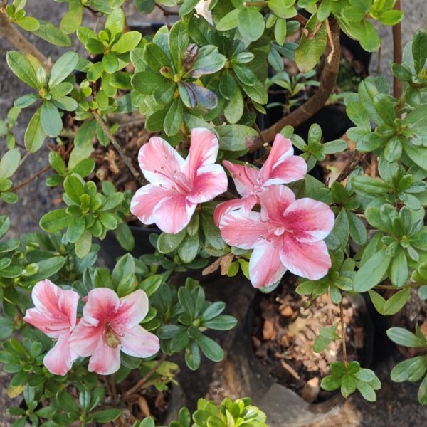 Azalea Encore 'Autumn Sunburst' - Image 4