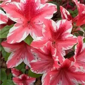 Azalea Encore 'Autumn Sunburst' - Image 11