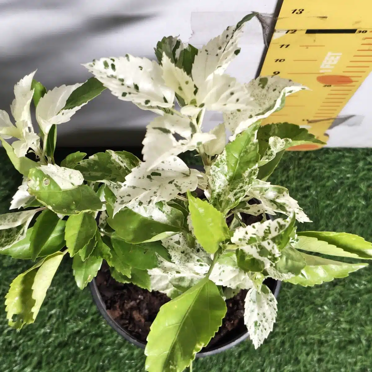 Hibiscus Variegated - Image 5