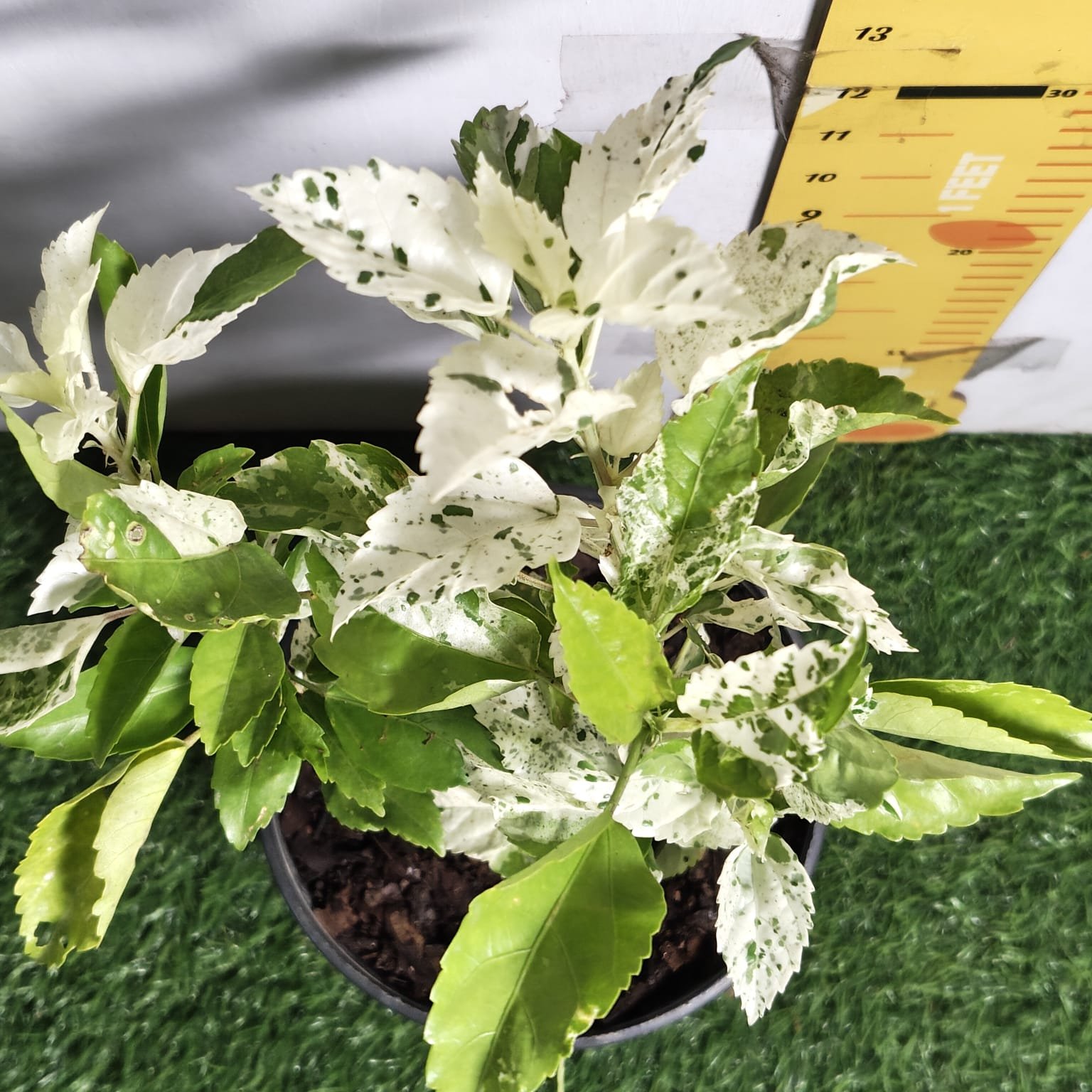 4f34a8d4-3864-458b-a42a-641121498a68 Hibiscus Variegated - Image 5
