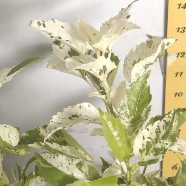 Hibiscus Variegated - Image 13