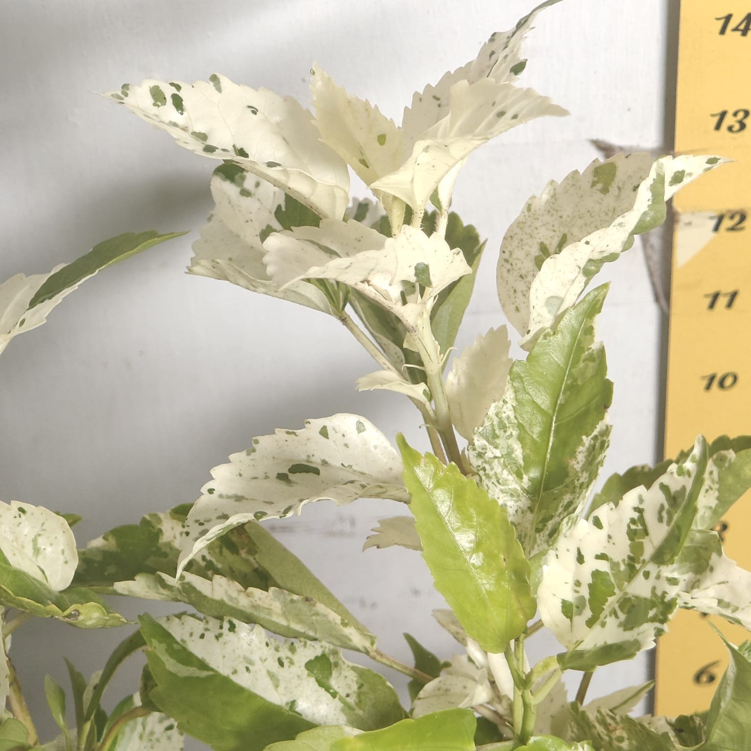 548c2e10-f5c9-45e8-b913-058bc335c59a Hibiscus Variegated - Image 13