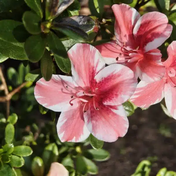 Azalea Encore 'Autumn Sunburst' - Image 8