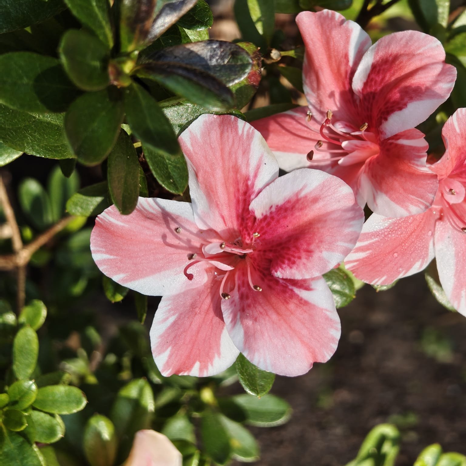 552124f1-3f3b-4ec6-b617-30b9e4269c7d Azalea Encore 'Autumn Sunburst' - Image 8