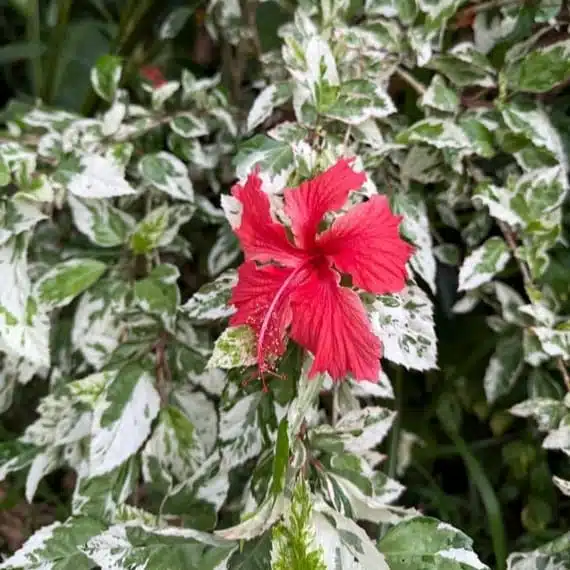 Hibiscus Variegated