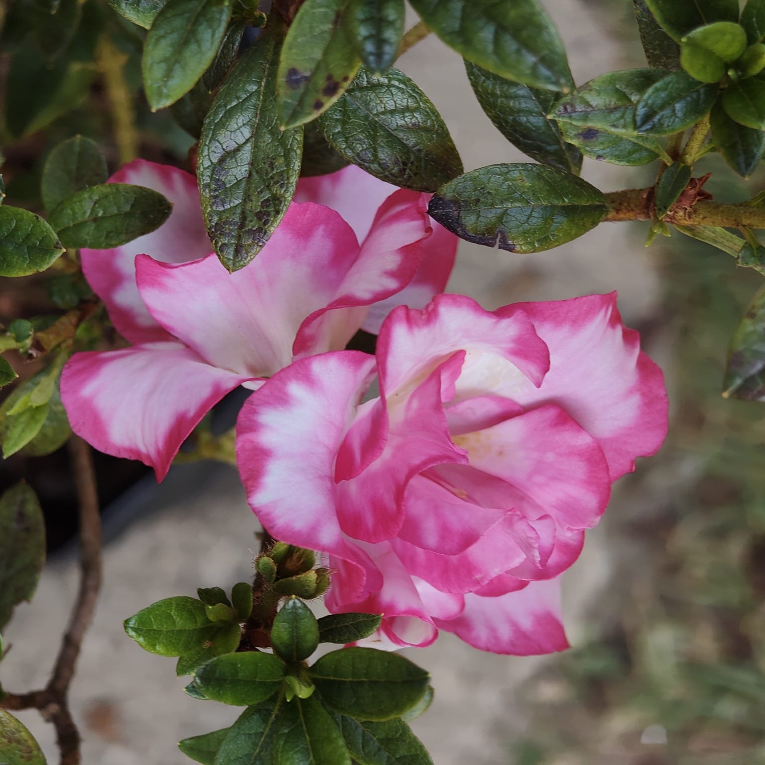 5ba8ab87-0157-4754-bbb9-70710cc36541 Azalea 'Haru No Hibiki' - Image 8