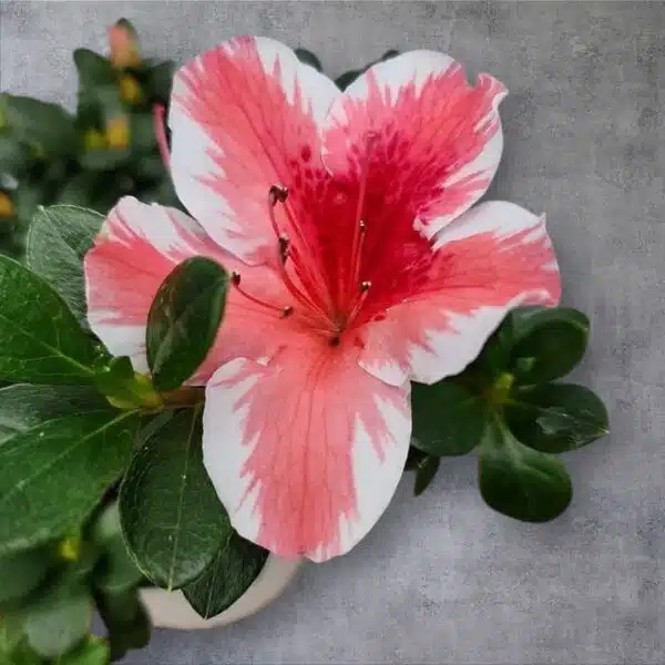 Azalea Encore 'Autumn Sunburst' - Image 9