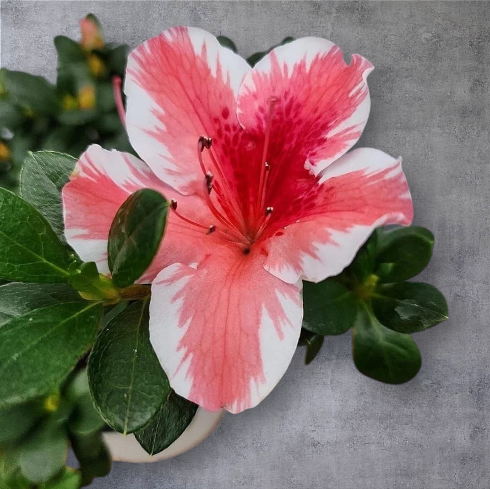 5e66123c-3a4f-4df0-81fb-374d32d48b6e Azalea Encore 'Autumn Sunburst' - Image 9