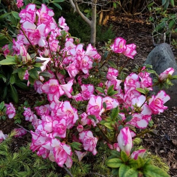 Azalea 'Haru No Hibiki' - Image 3