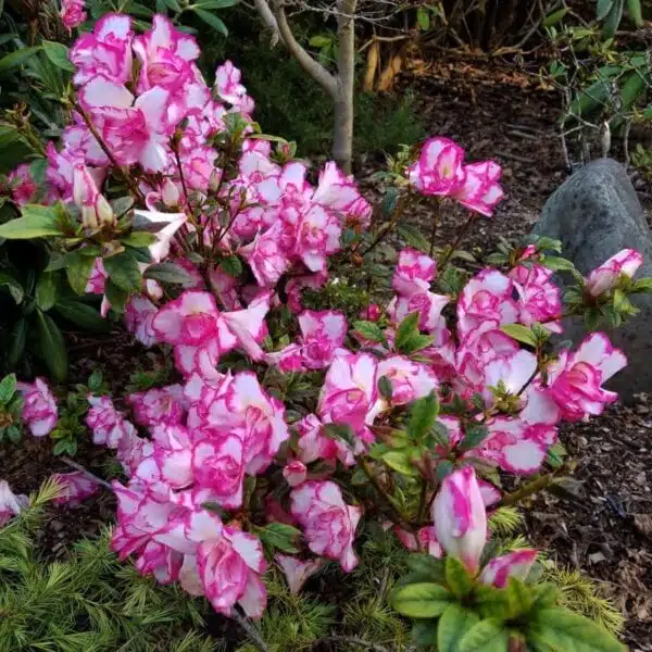 Azalea 'Haru No Hibiki' - Image 3