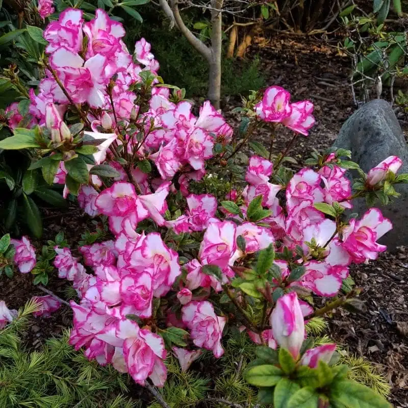 Azalea 'Haru No Hibiki' - Image 3