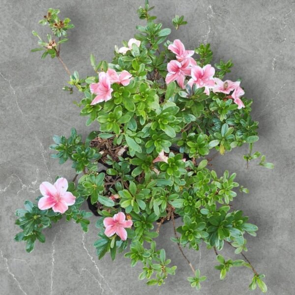 Azalea Encore 'Autumn Sunburst' - Image 14