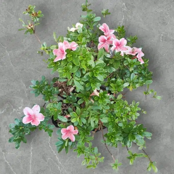 Azalea Encore 'Autumn Sunburst' - Image 14