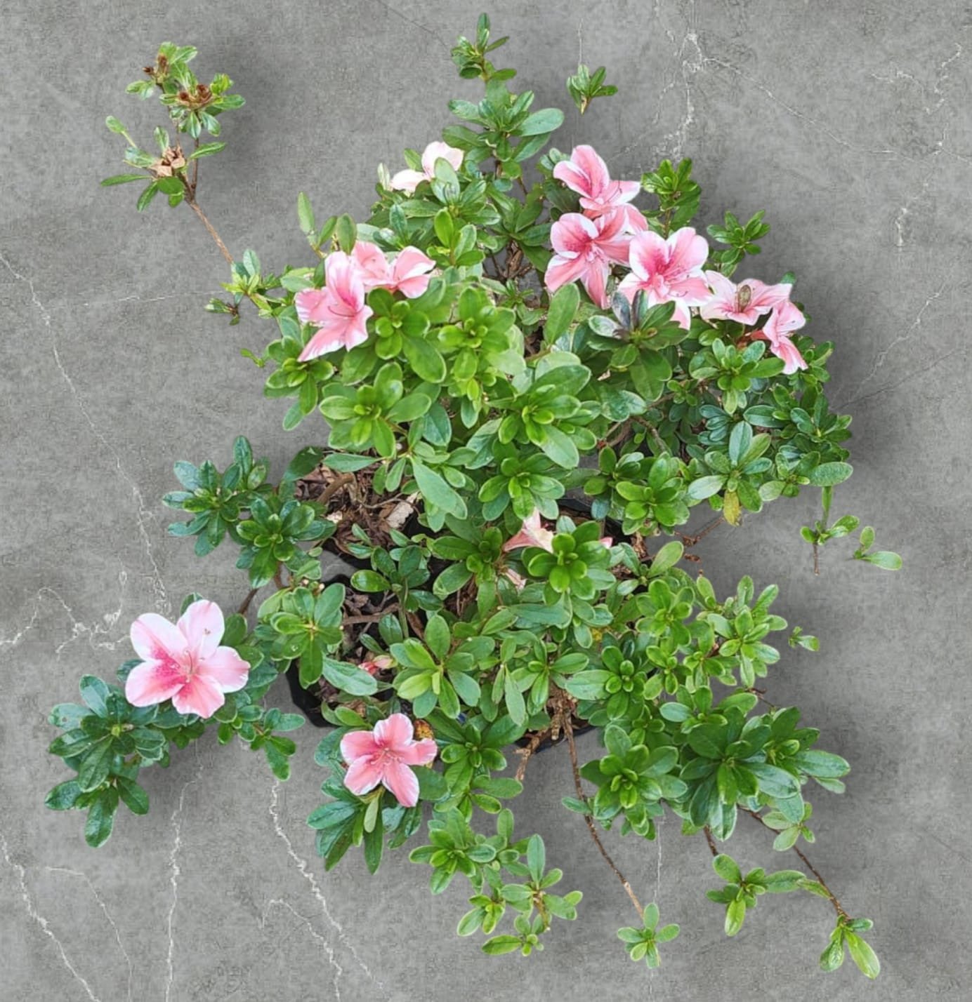 78f57507-c3cb-4aa5-ae19-ada9dcdeabb3 Azalea Encore 'Autumn Sunburst' - Image 14