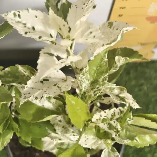 Hibiscus Variegated - Image 3