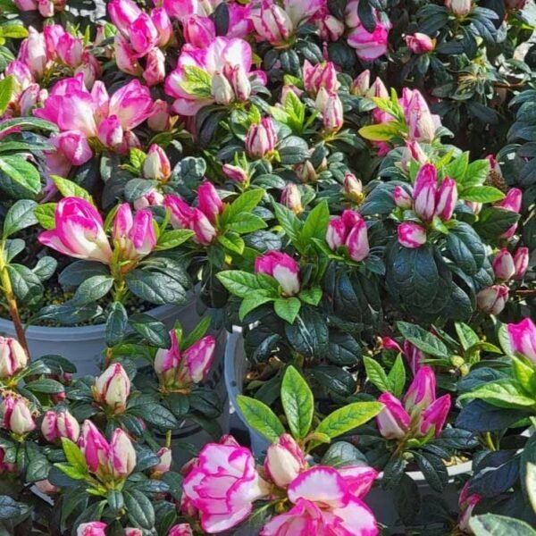 Azalea 'Haru No Hibiki' - Image 2