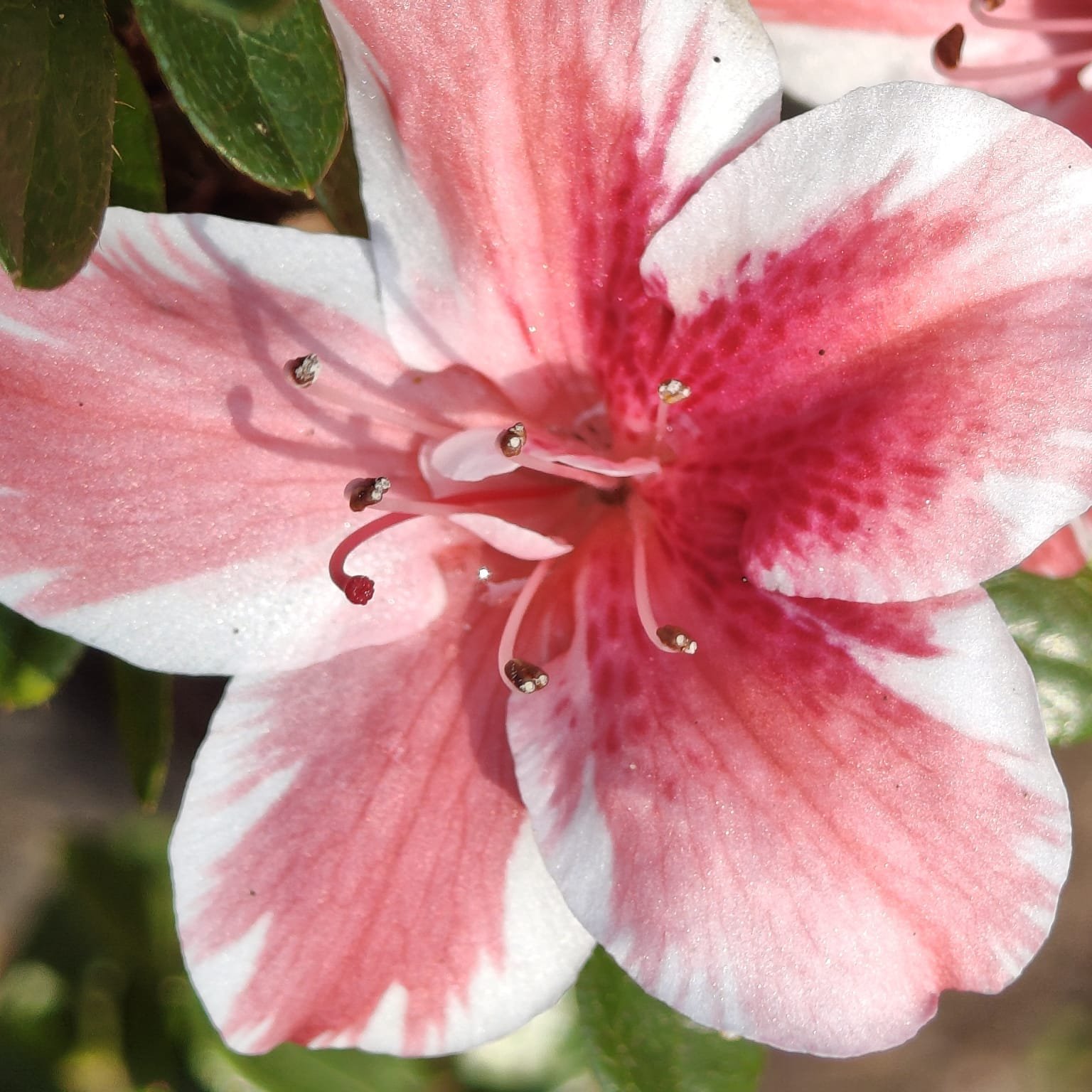 89d8735f-1854-4040-8214-607f8edcc4c1 Azalea Encore 'Autumn Sunburst' - Image 7