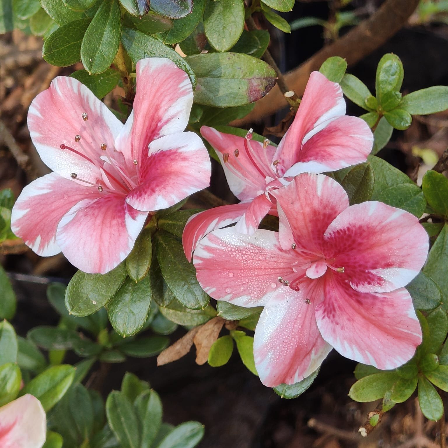 8ee5e80e-0270-4acf-ab9a-0fae40faaccb Azalea Encore 'Autumn Sunburst' - Image 5