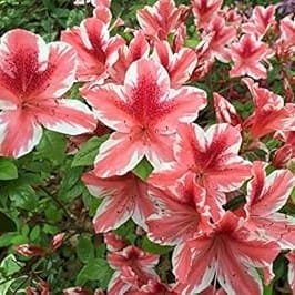 94297902-9e26-450f-b281-4ddff0163921 Azalea Encore 'Autumn Sunburst' - Image 12