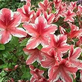 Azalea Encore 'Autumn Sunburst' - Image 12