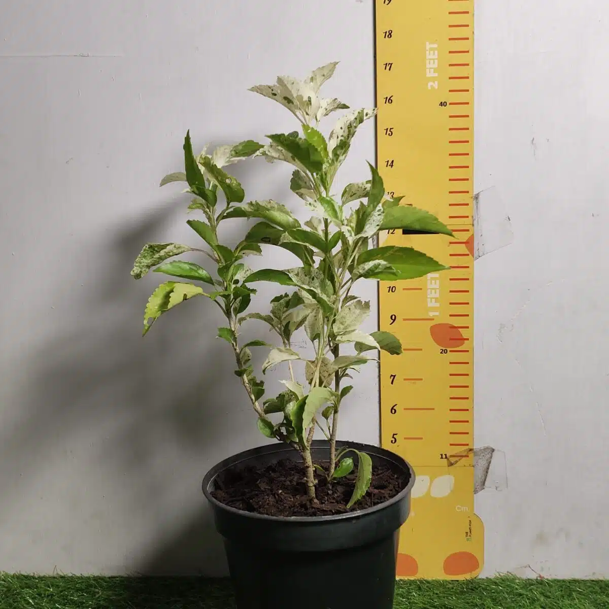 Hibiscus Variegated - Image 4