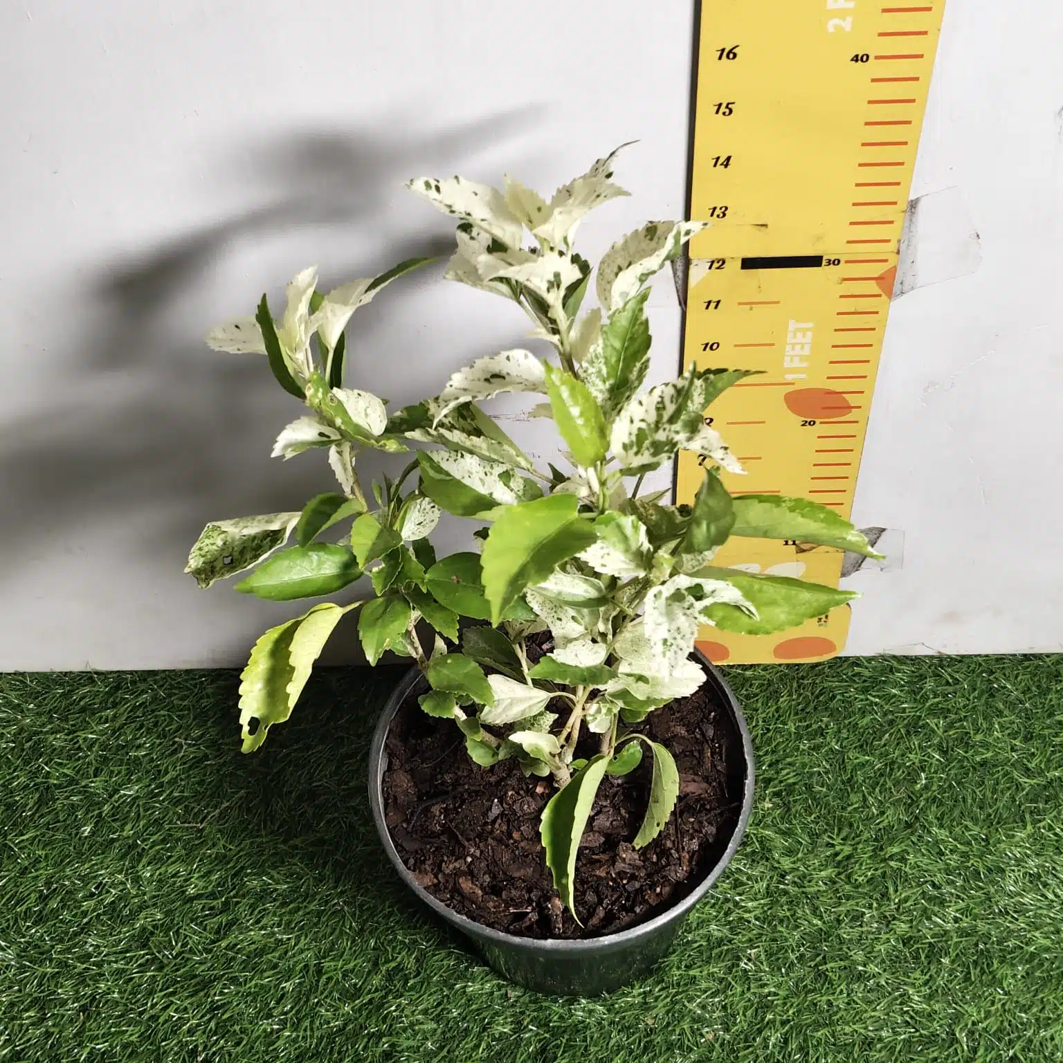 Hibiscus Variegated - Image 9