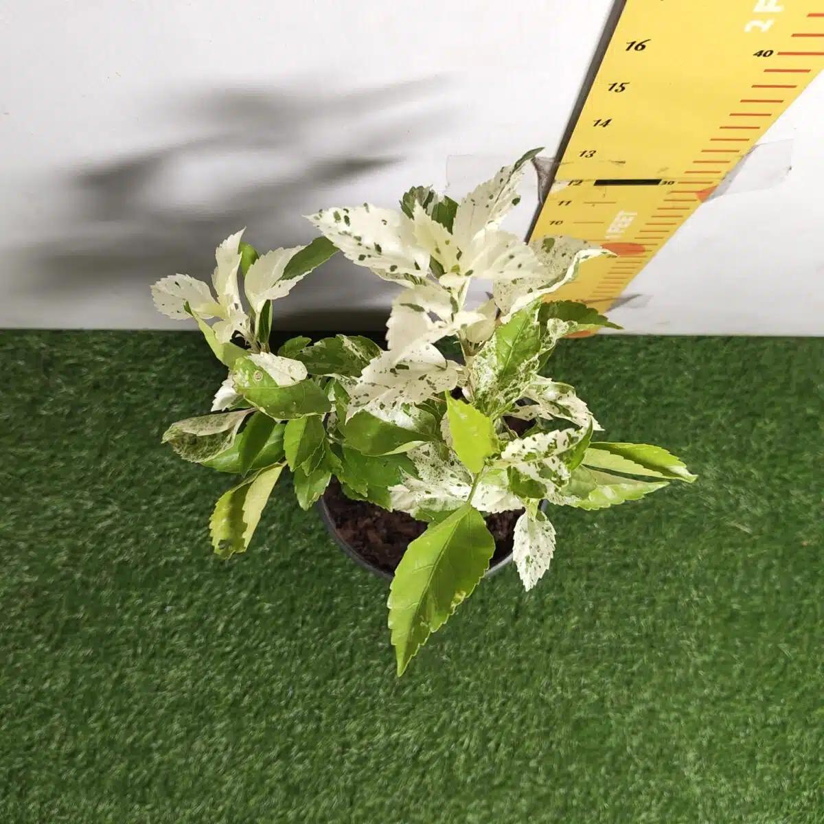 Hibiscus Variegated - Image 6