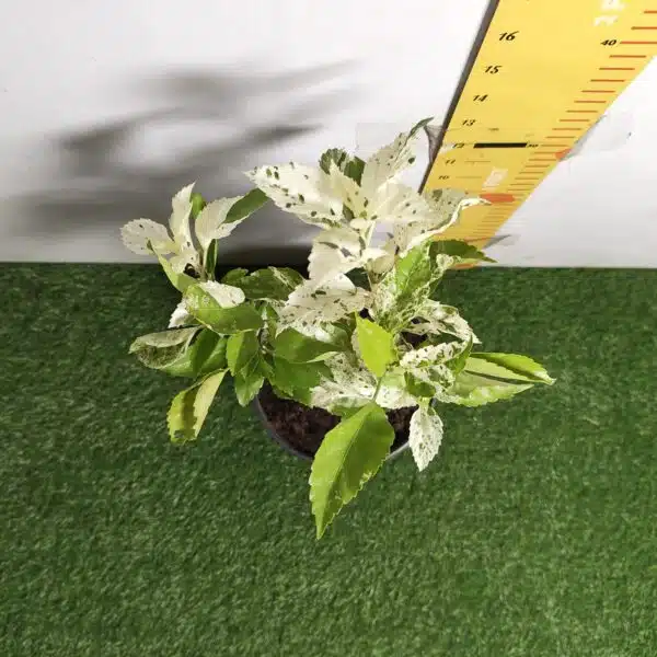 Hibiscus Variegated - Image 6