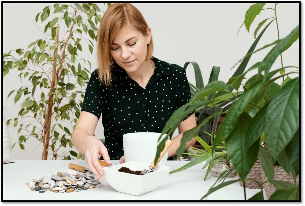 Right Money Plant Online