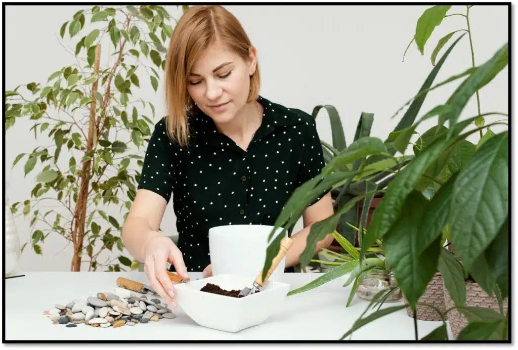 Right Money Plant Online 