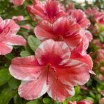 Azalea Encore 'Autumn Sunburst'