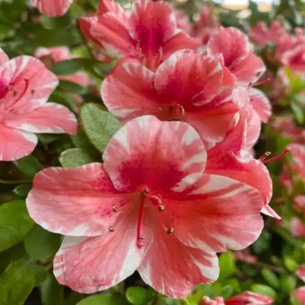 Azalea Encore 'Autumn Sunburst'