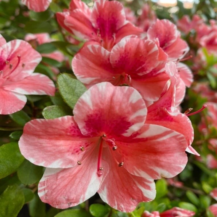 ac508898-6cde-475b-b568-209935f37a27 Azalea Encore 'Autumn Sunburst' - Image 1