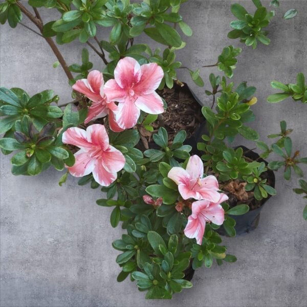 Azalea Encore 'Autumn Sunburst' - Image 13