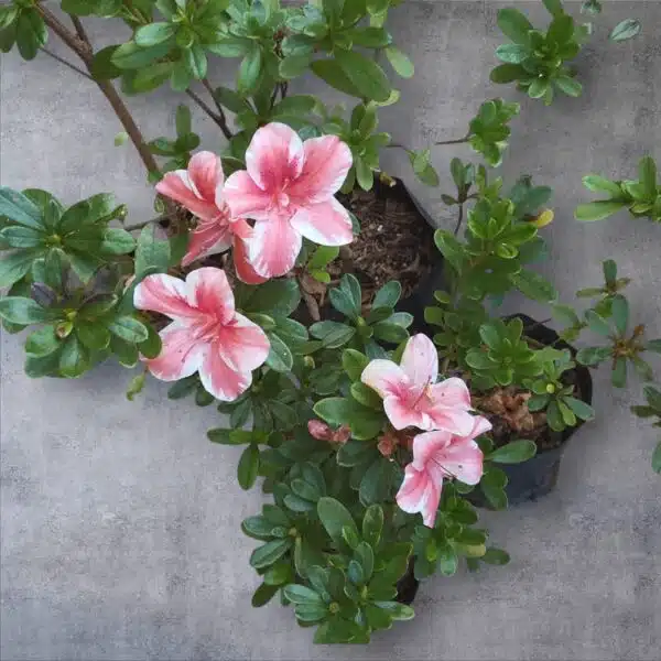 Azalea Encore 'Autumn Sunburst' - Image 13