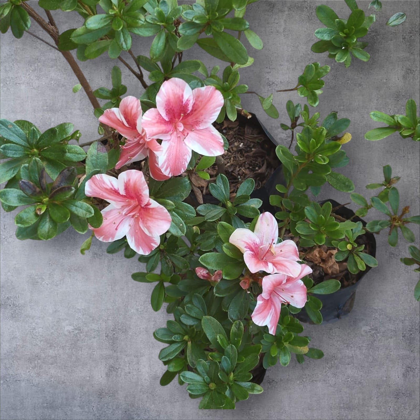 af6459cb-6ae8-4068-9500-73aa80cf2a04 Azalea Encore 'Autumn Sunburst' - Image 13