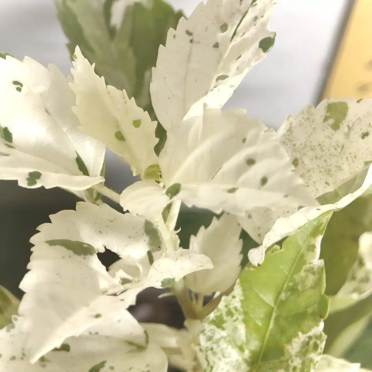 Hibiscus Variegated - Image 12