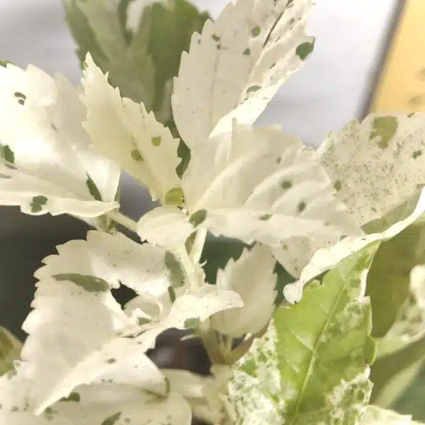 Hibiscus Variegated - Image 12