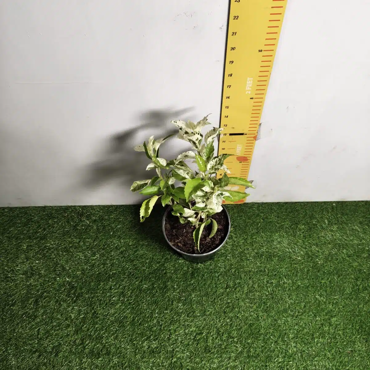 Hibiscus Variegated - Image 10